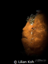 T A N G E R I N E

Juvenile Frogfish by Lilian Koh 